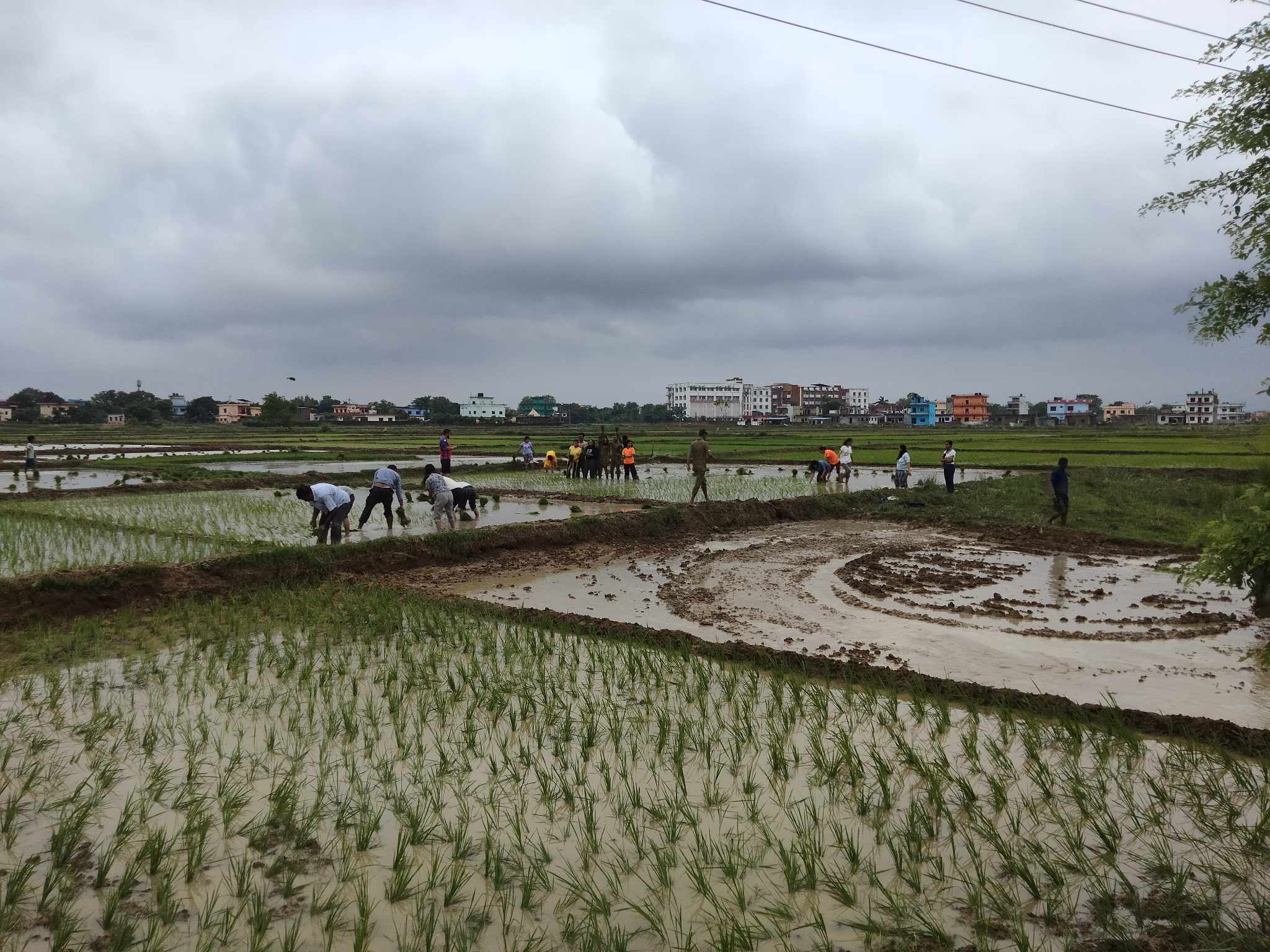 २०८० सालकाे असार १५ अर्थात धान दिवसका केही तस्विरहरू
